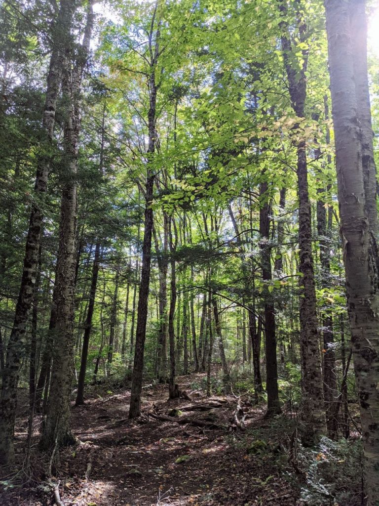 Woods scene